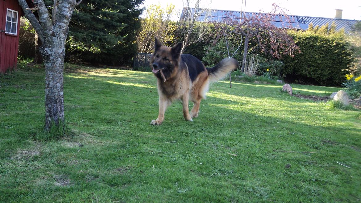 Schæferhund Freja billede 15