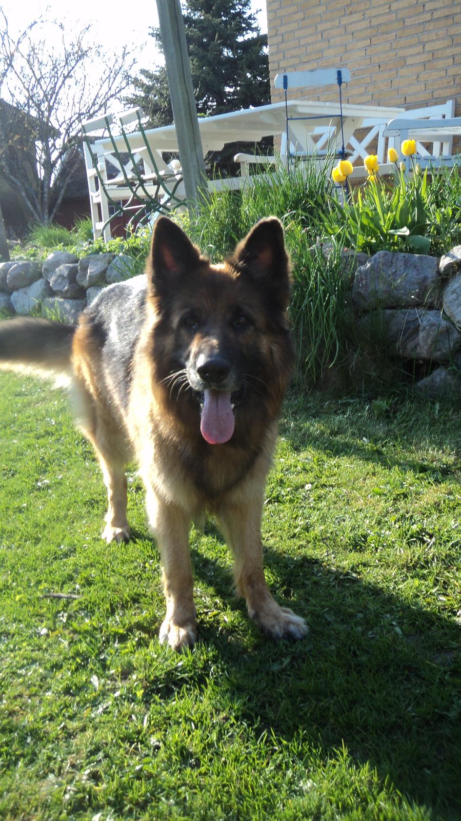 Schæferhund Freja billede 16