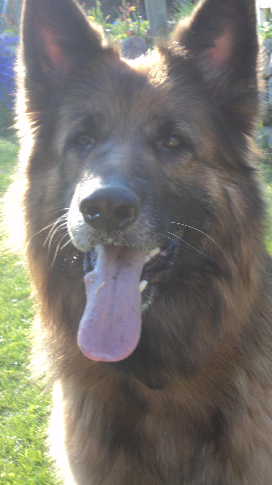 Schæferhund Freja billede 17