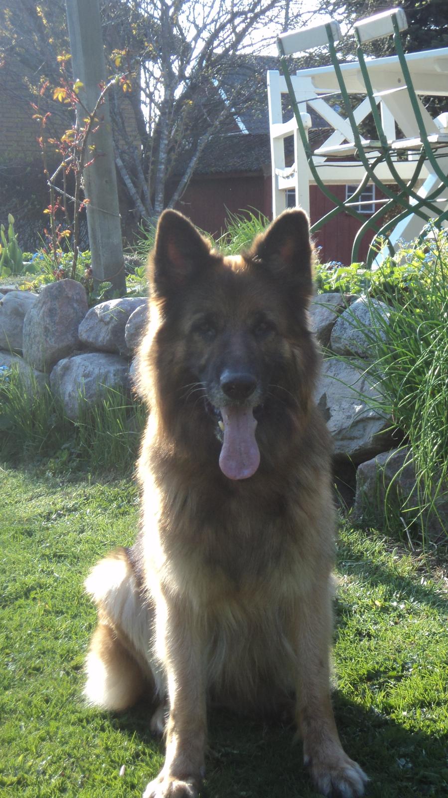 Schæferhund Freja billede 18