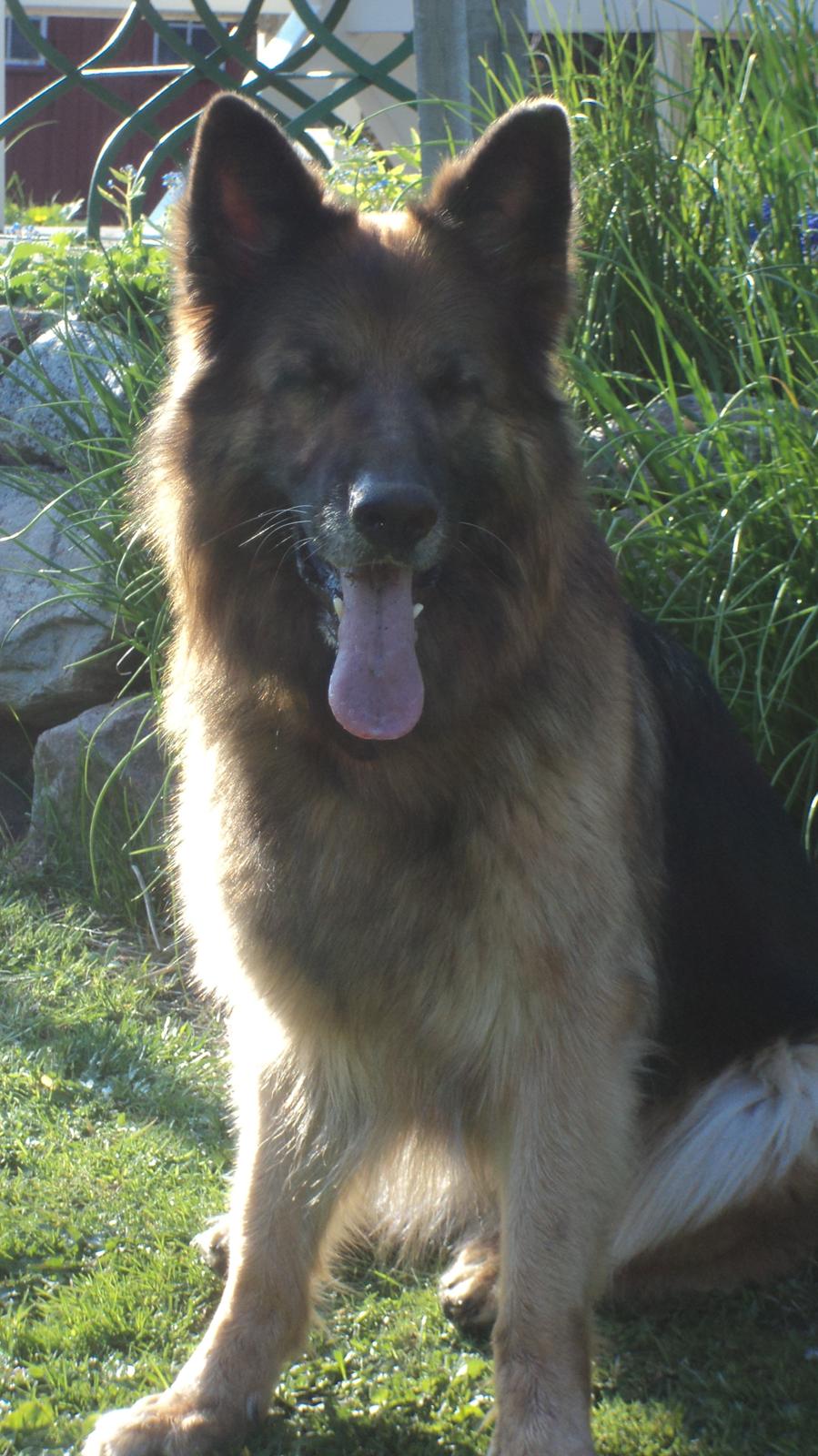 Schæferhund Freja billede 19