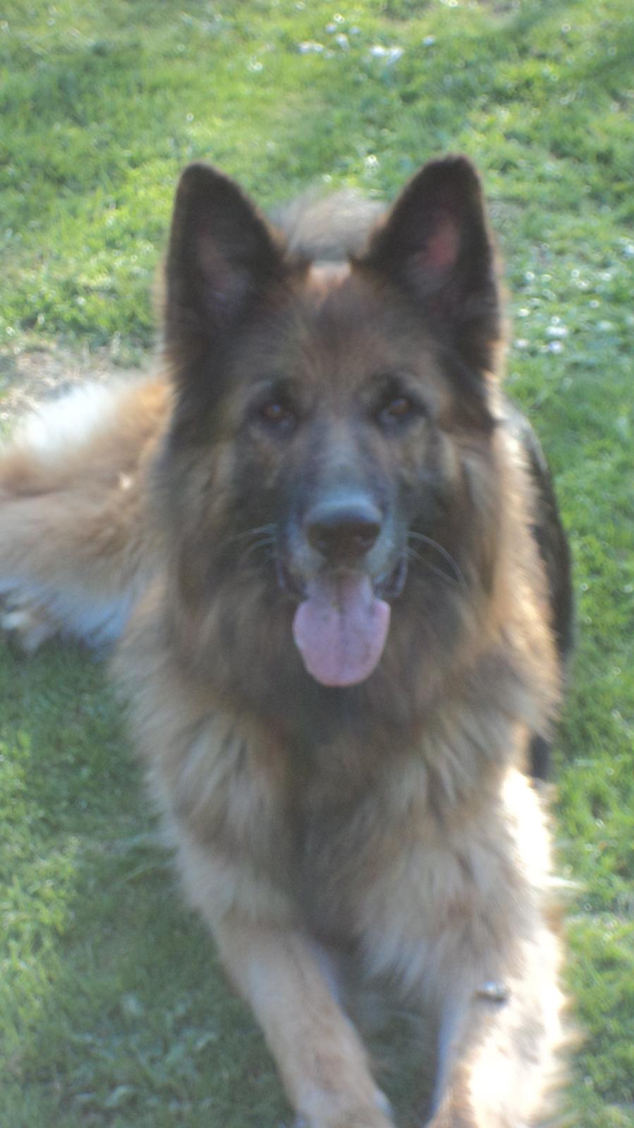 Schæferhund Freja billede 20