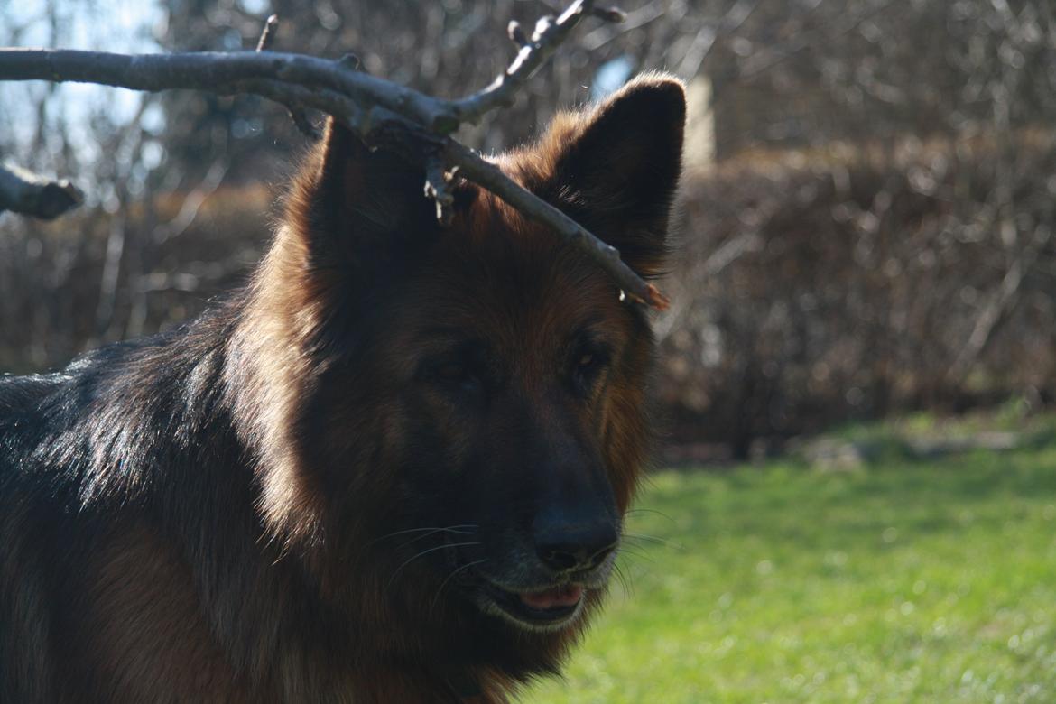 Schæferhund Freja billede 21