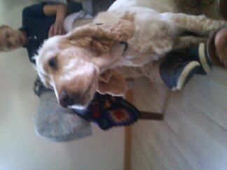 Engelsk springer spaniel Sofus billede 9