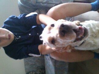 Engelsk springer spaniel Sofus billede 10