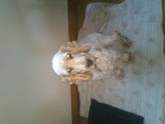 Engelsk springer spaniel Sofus billede 11