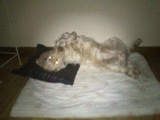 Engelsk springer spaniel Sofus billede 12