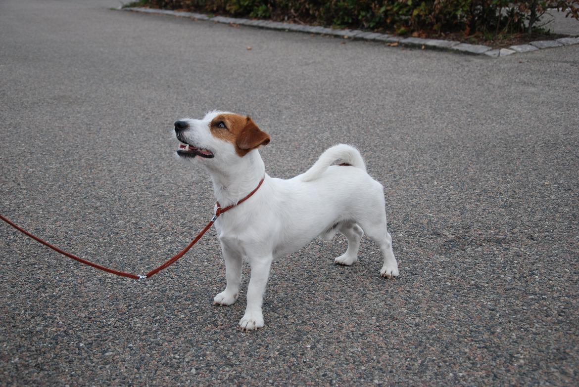Jack russell terrier Kajsenborg's Jack Sparrow billede 20