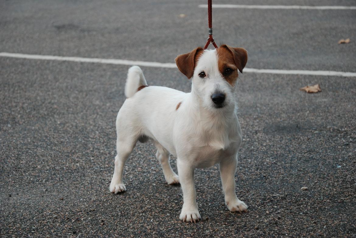 Jack russell terrier Kajsenborg's Jack Sparrow billede 4