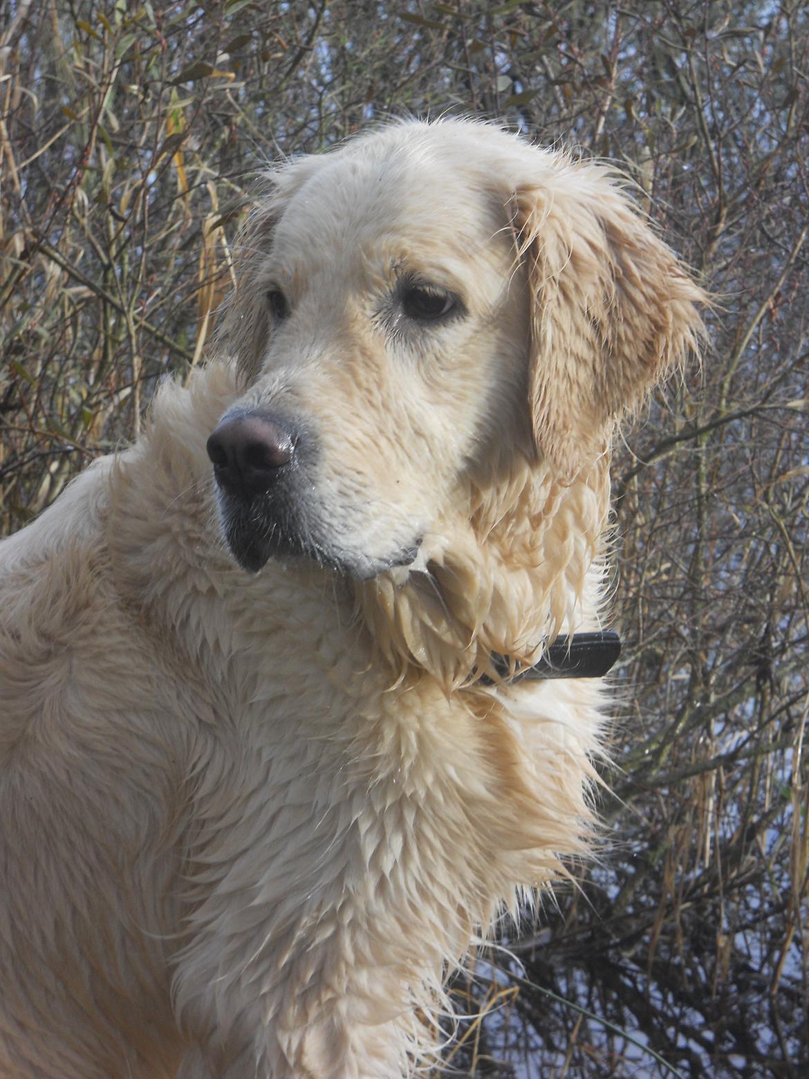 Golden retriever Luna billede 15