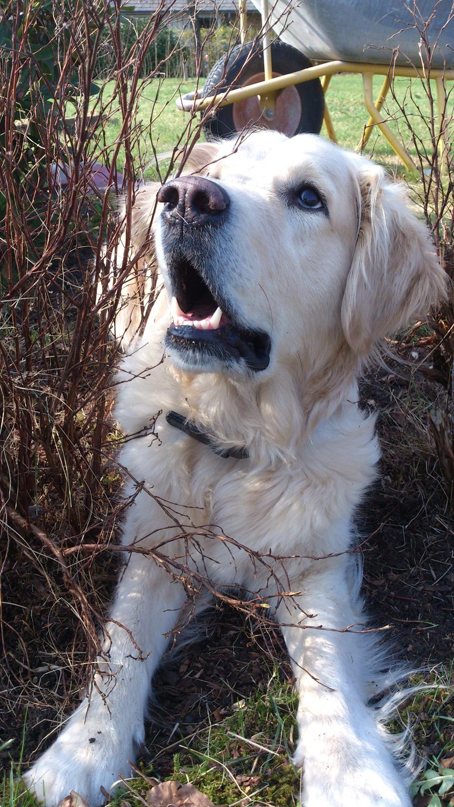 Golden retriever Luna billede 16