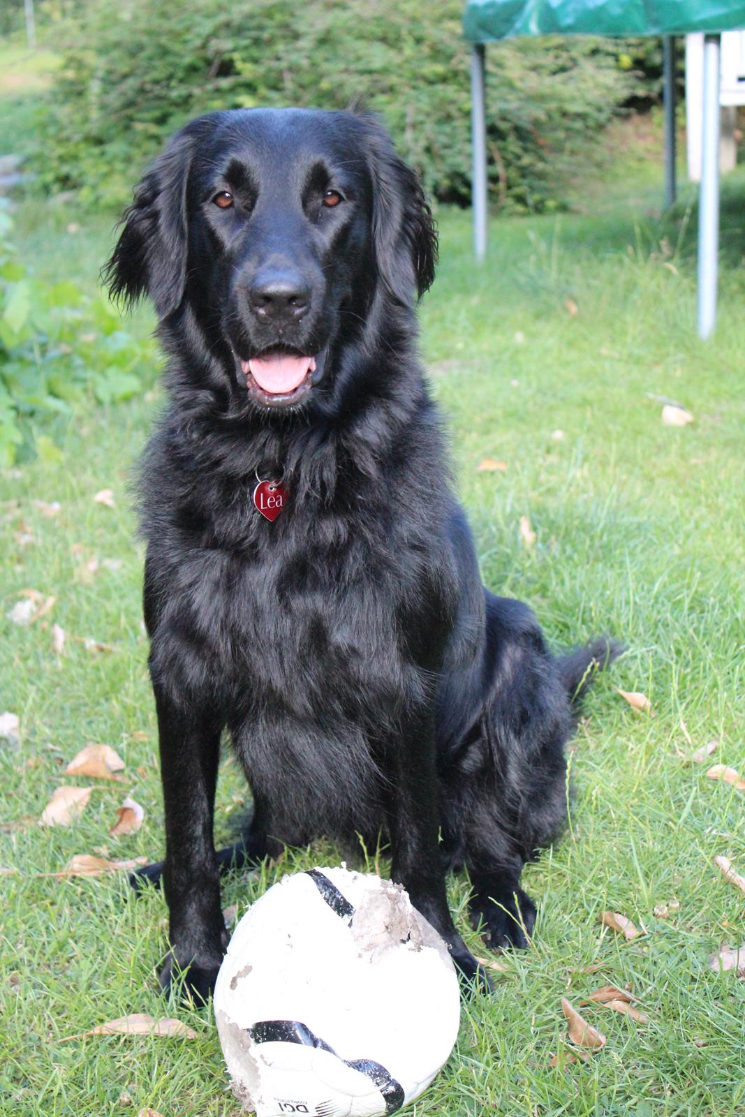 Flat coated retriever Lea billede 14