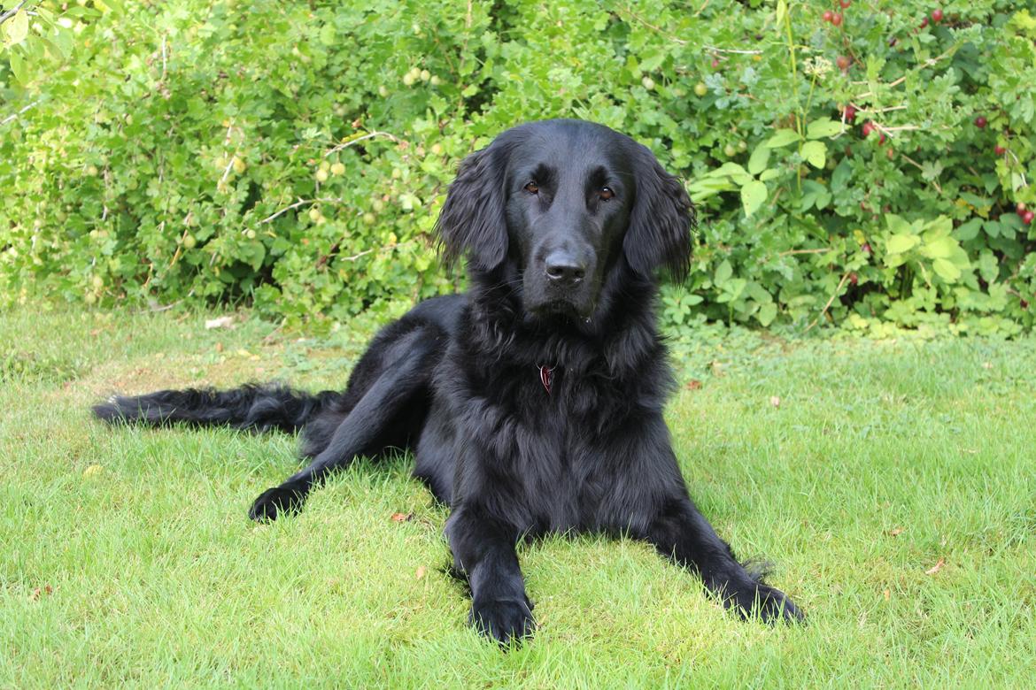 Flat coated retriever Lea billede 15