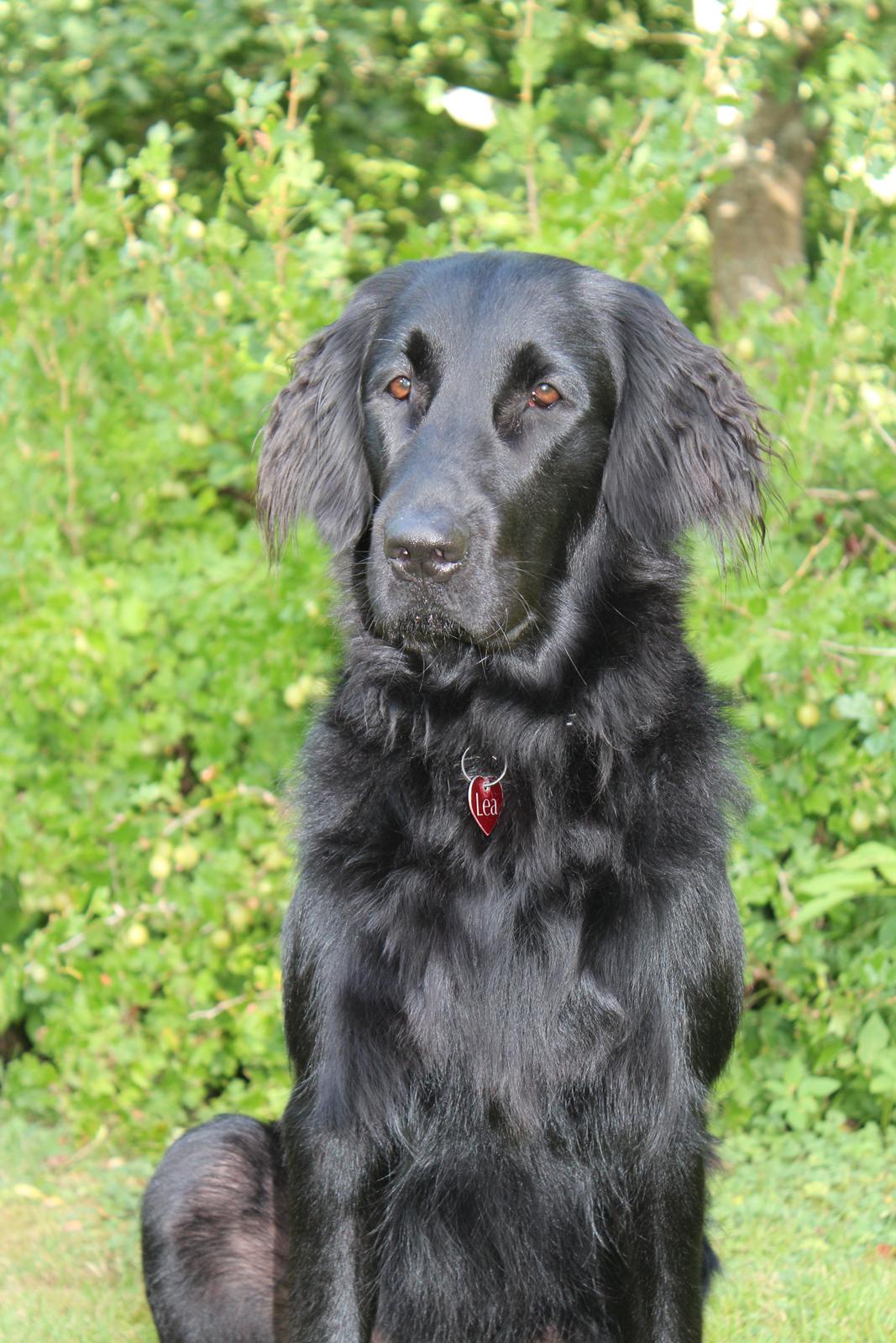 Flat coated retriever Lea billede 17