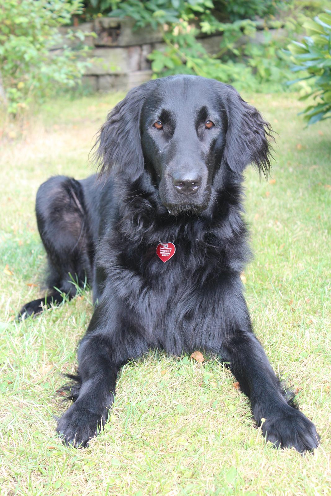 Flat coated retriever Lea billede 18