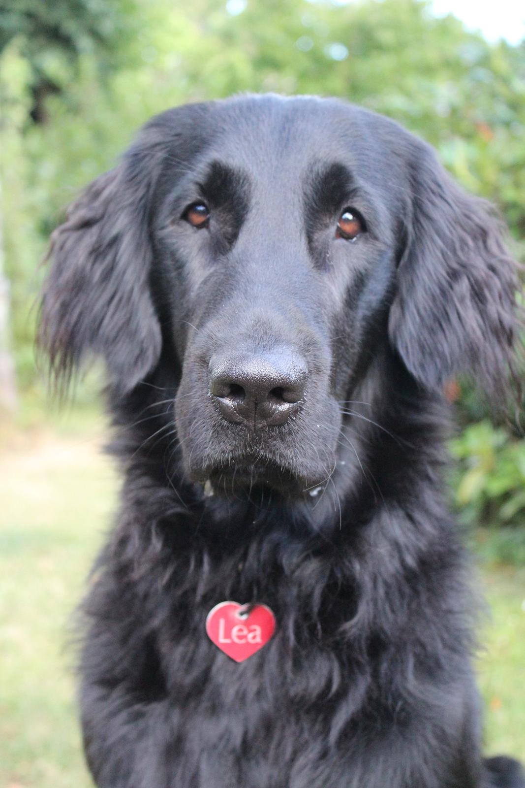 Flat coated retriever Lea billede 19