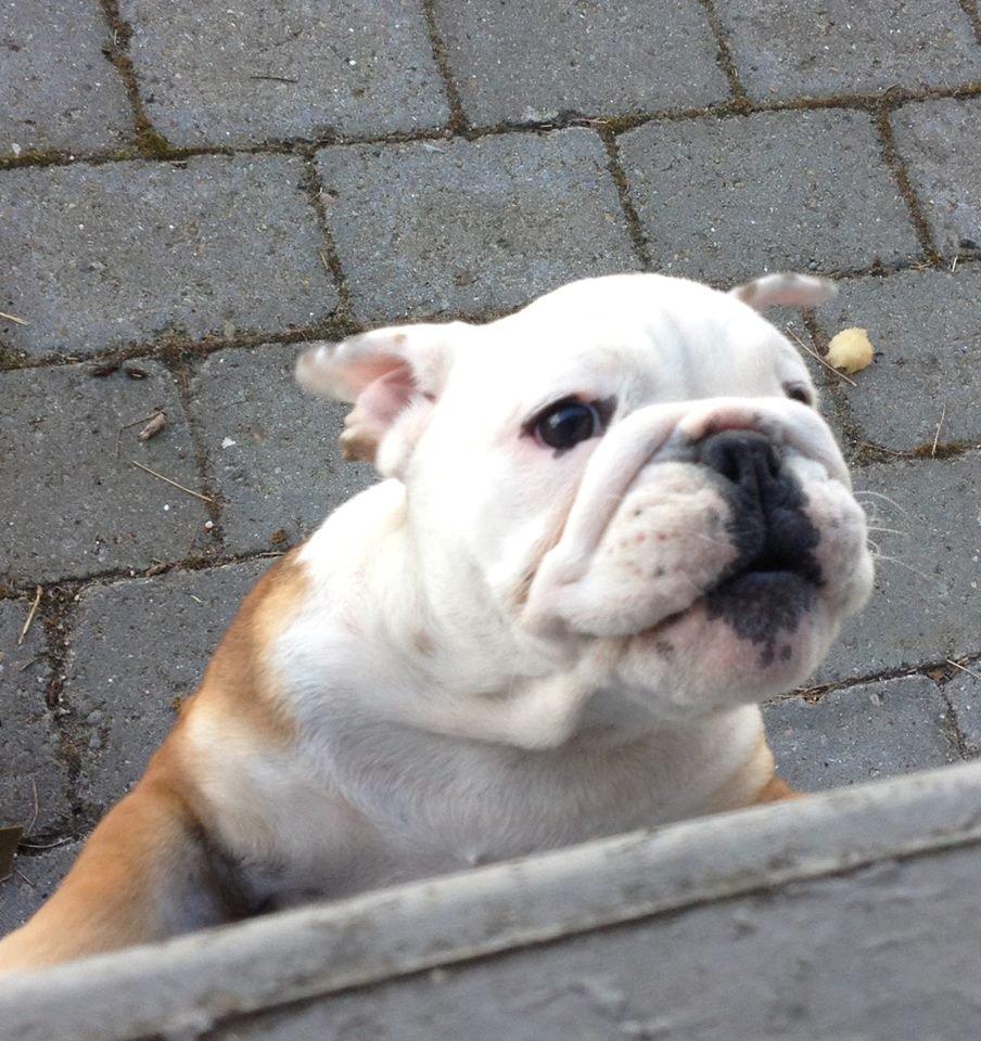 Engelsk bulldog Tiana billede 4