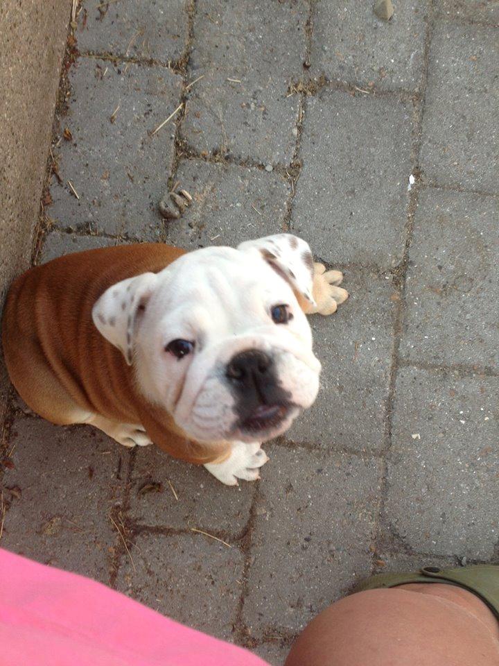 Engelsk bulldog Tiana billede 5