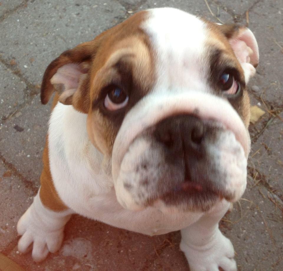 Engelsk bulldog Elmas billede 1