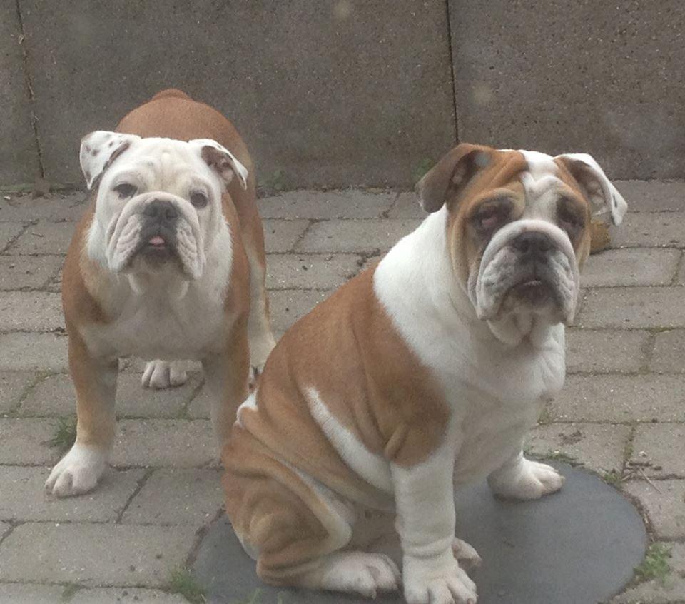 Engelsk bulldog Elmas billede 3