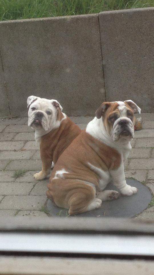 Engelsk bulldog Elmas billede 4