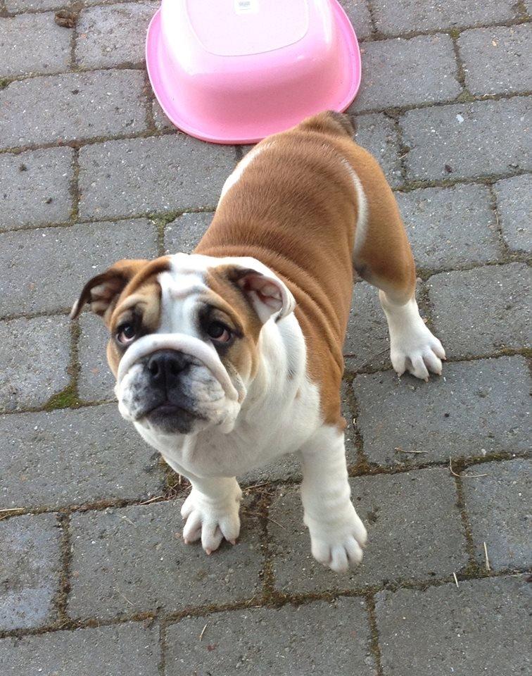 Engelsk bulldog Elmas billede 5