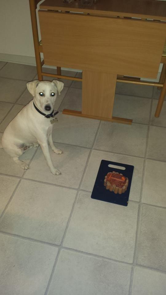 Dansk svensk gaardhund Basse - Hip hip hurraaa.. idag bliver jeg 1 år :) <3
d. 11/9-13 billede 21