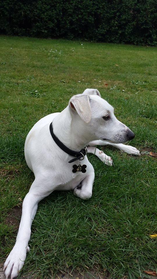 Dansk svensk gaardhund Basse - Model Basse billede 17