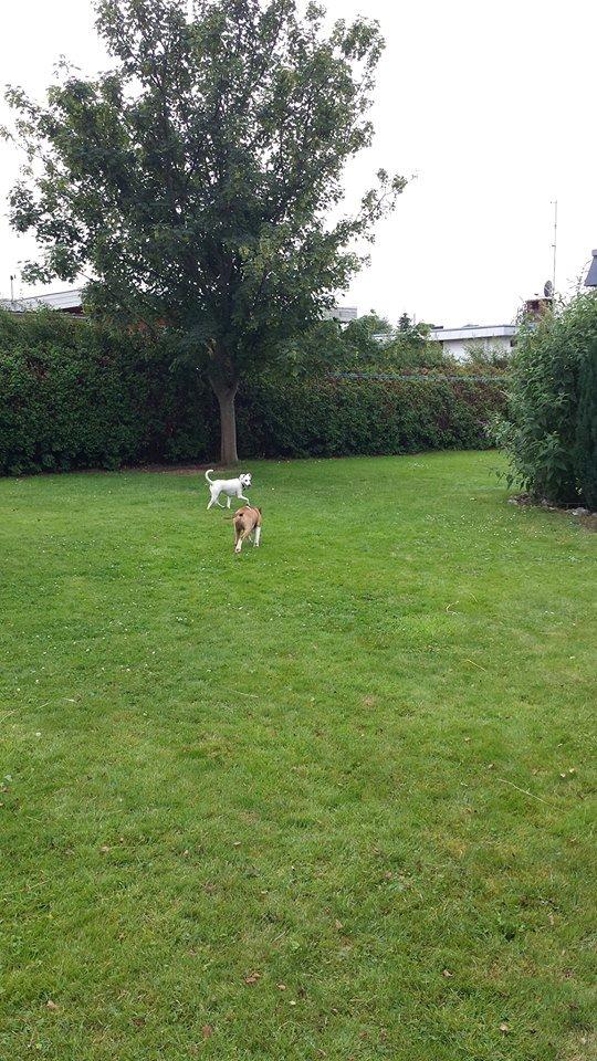 Dansk svensk gaardhund Basse - Basse nyder den store have sammen med fætter Kato billede 20