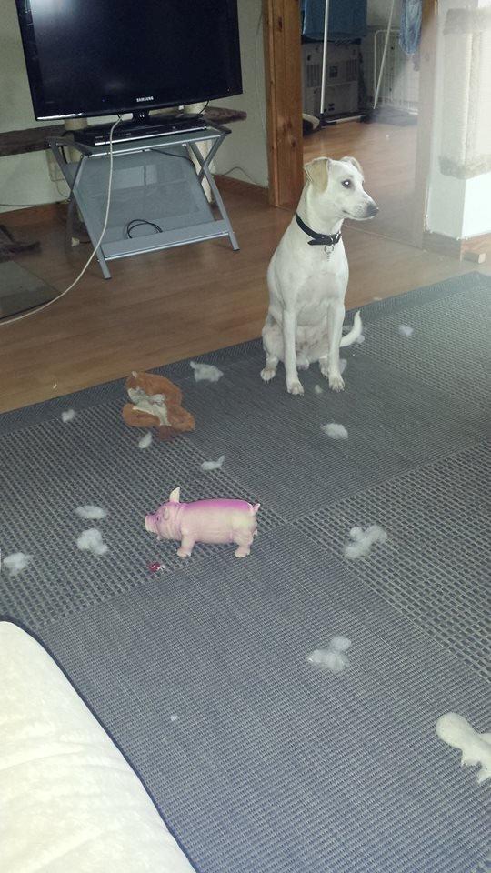 Dansk svensk gaardhund Basse - Hvaa mor, var det ikke på tide du fik støvsuget? Puuh her roder billede 14