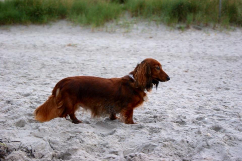 Gravhund Von-Fyrbo Casandra - Skagen - Sommeren 2012 billede 6