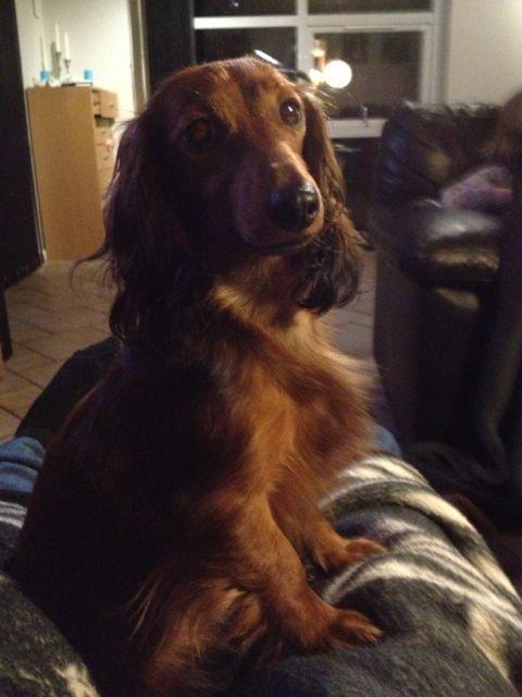 Gravhund Von-Fyrbo Casandra billede 12