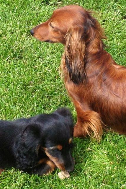 Gravhund Von-Fyrbo Casandra billede 11