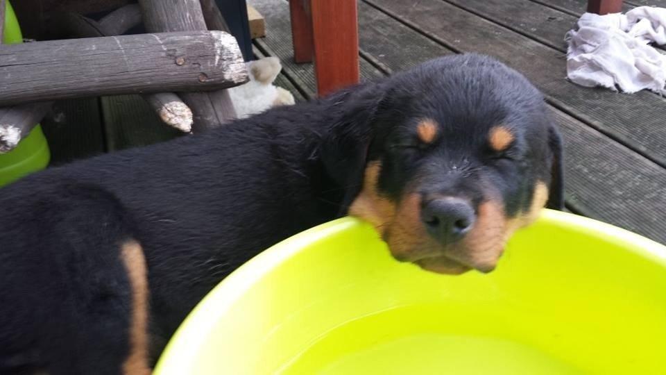 Rottweiler Hartmann's Kenzo billede 8