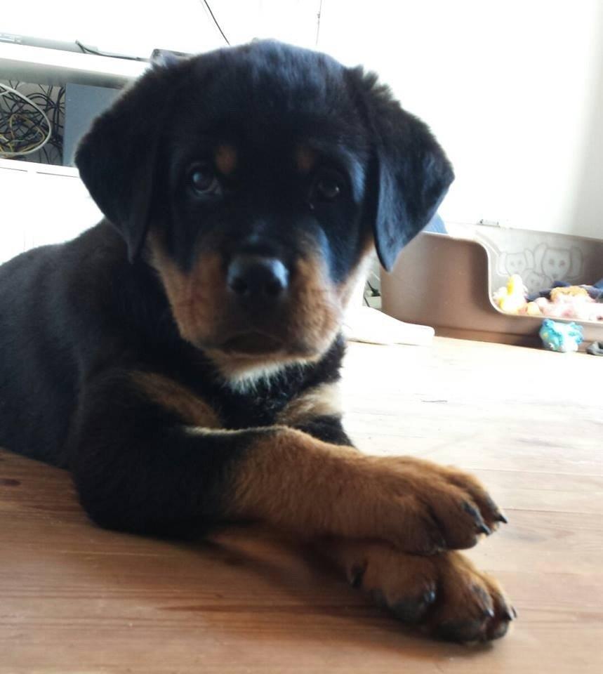 Rottweiler Hartmann's Kenzo billede 7