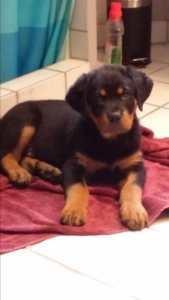 Rottweiler Hartmann's Kenzo billede 9