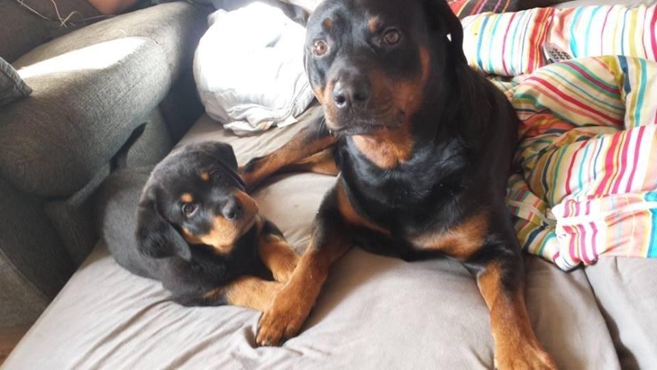 Rottweiler Hartmann's Kenzo - Kenzo og vores gammel hund Thisen på 6 år billede 10