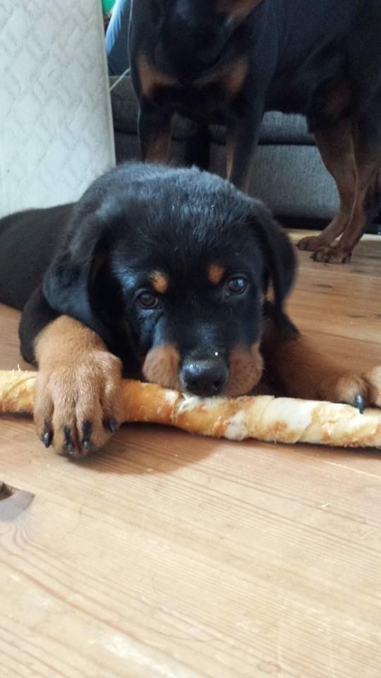 Rottweiler Hartmann's Kenzo - Mmmmmh ben med kylling billede 11