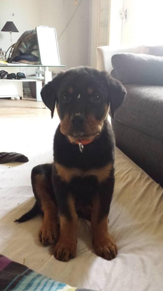 Rottweiler Hartmann's Kenzo - A-38 er et hit ! billede 12