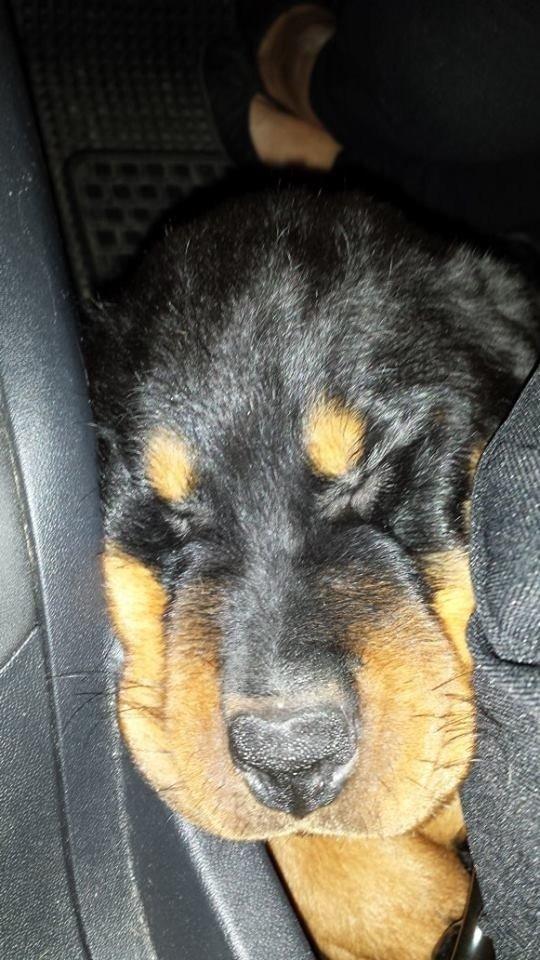 Rottweiler Hartmann's Kenzo billede 13