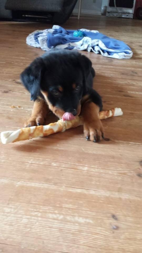 Rottweiler Hartmann's Kenzo billede 14