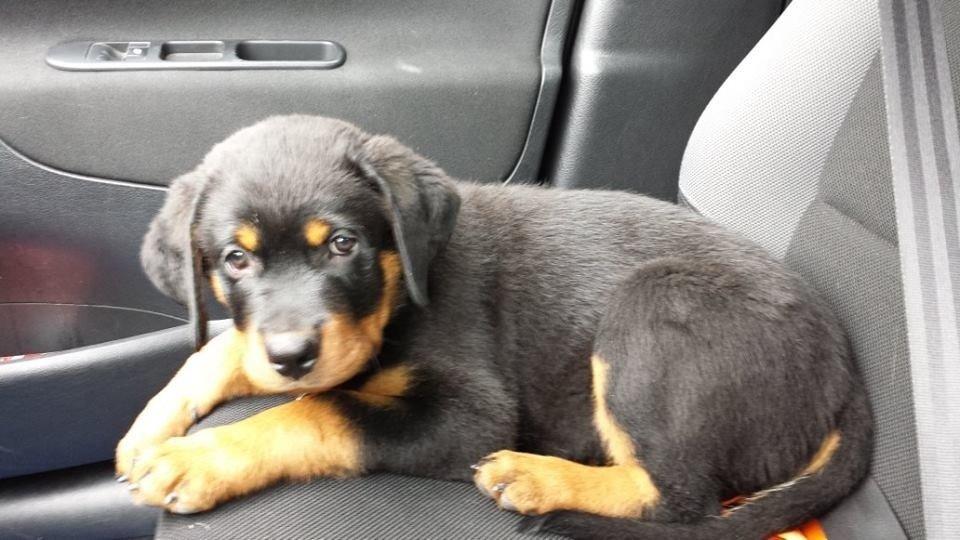 Rottweiler Hartmann's Kenzo billede 15