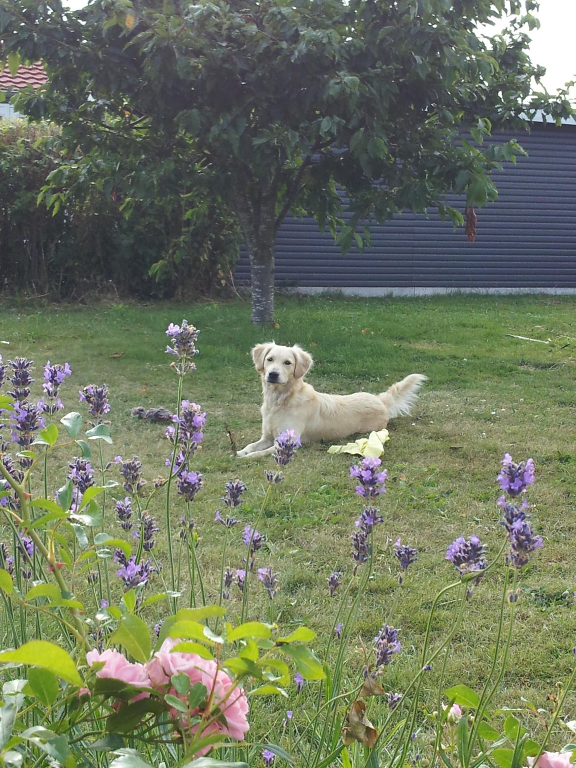 Golden retriever Wiki - Wiki og lavendlerne 2013 billede 2
