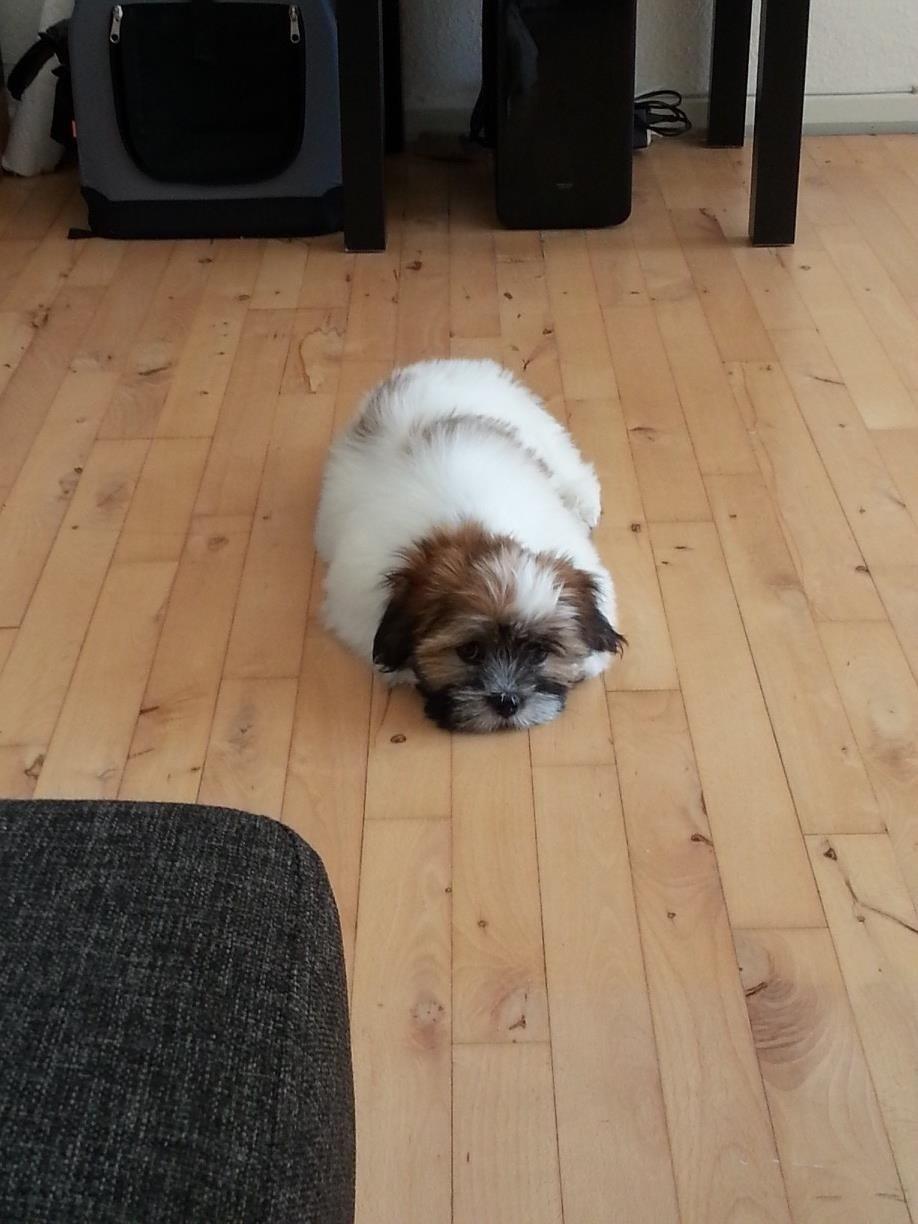 Lhasa apso Bibi Friis  billede 14