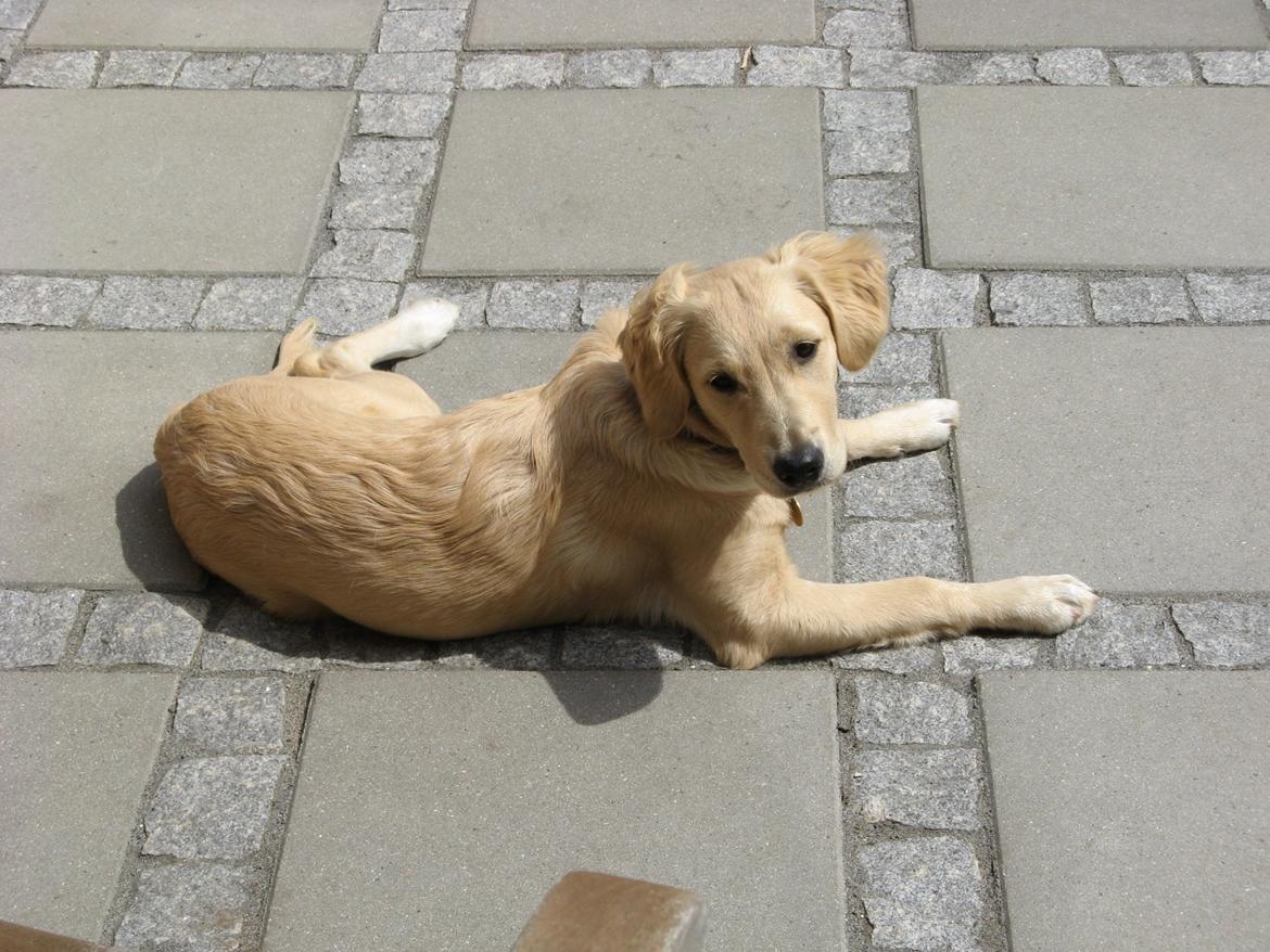 Golden retriever Wiki - Wiki 2011 billede 3