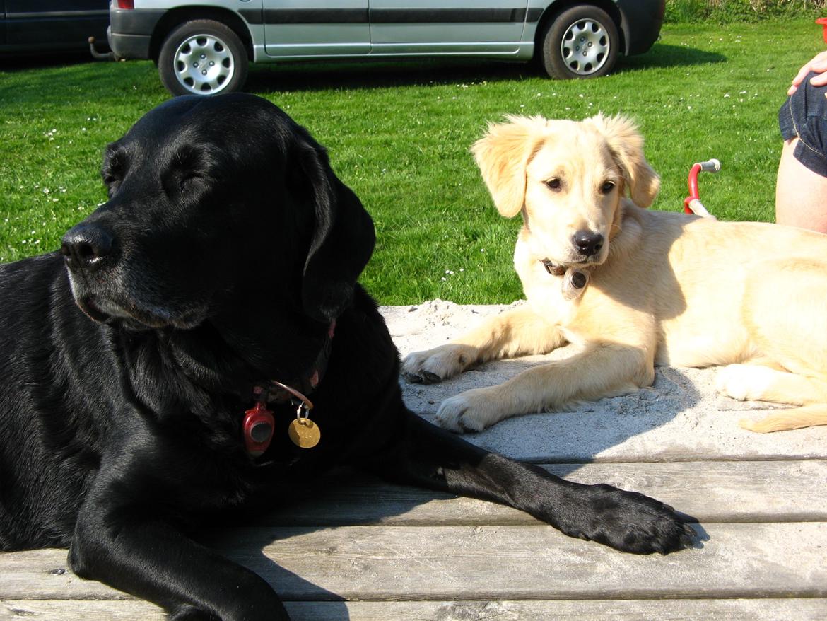 Golden retriever Wiki - Sommer 2011 billede 5