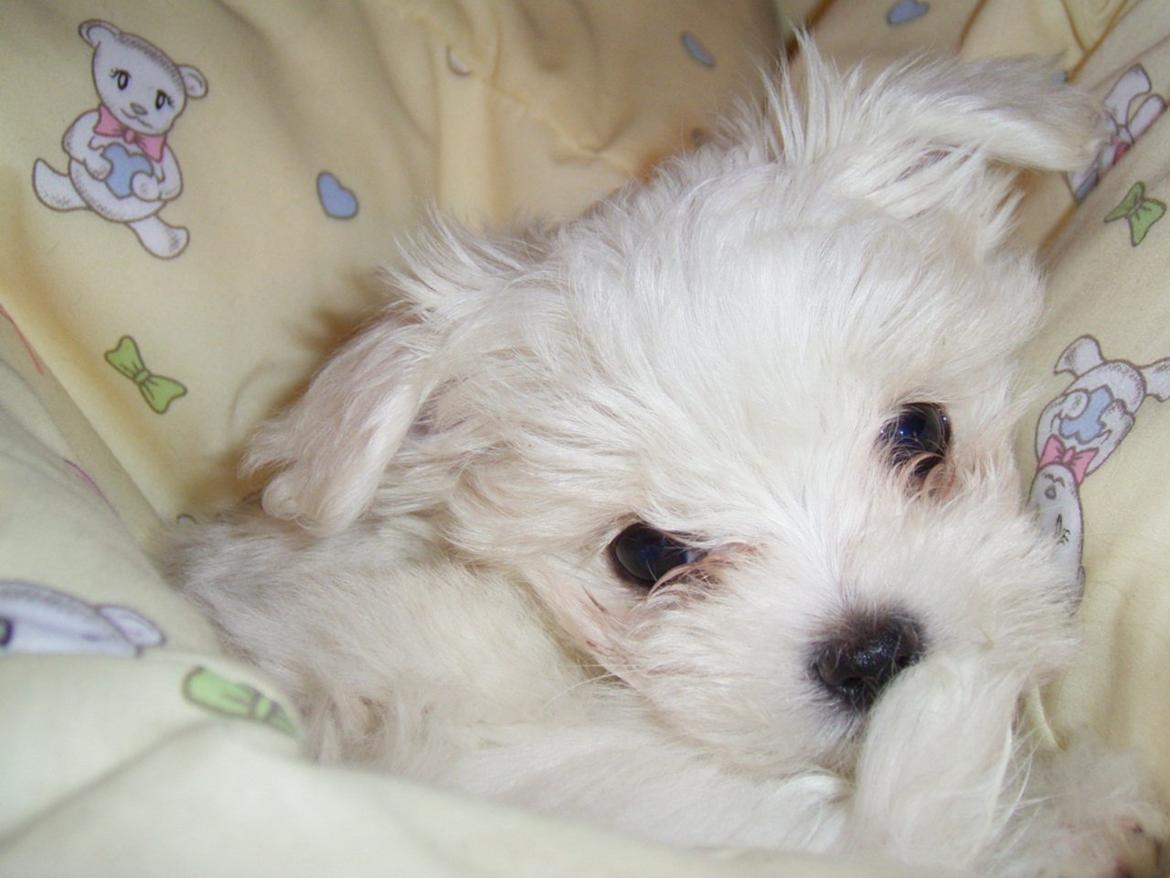 Malteser Cleo (15,5 år) - Cleo 9 uger gammel billede 32