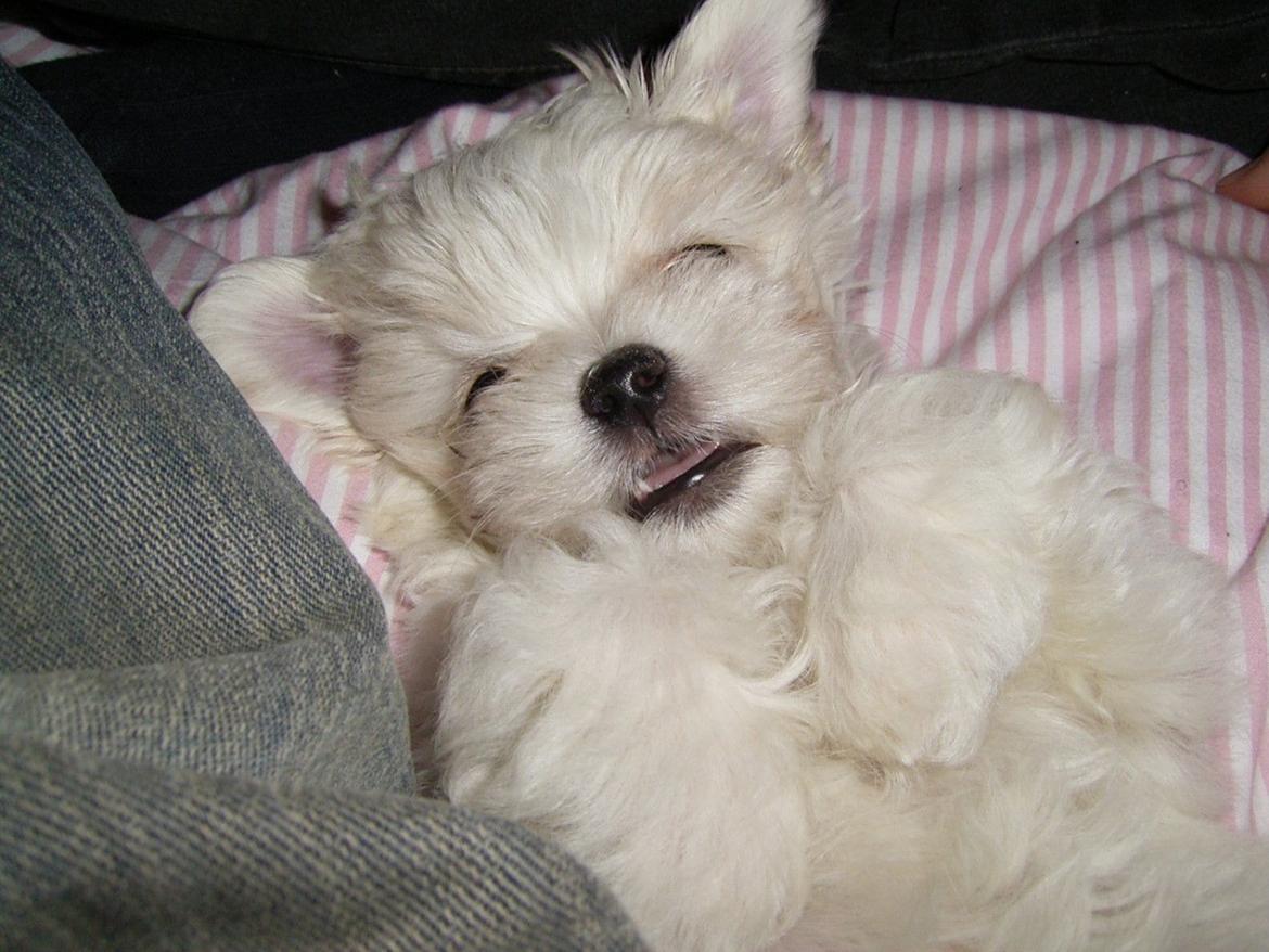 Malteser Cleo (15,5 år) - Cleo hygger sig - 9 uger gammel billede 33