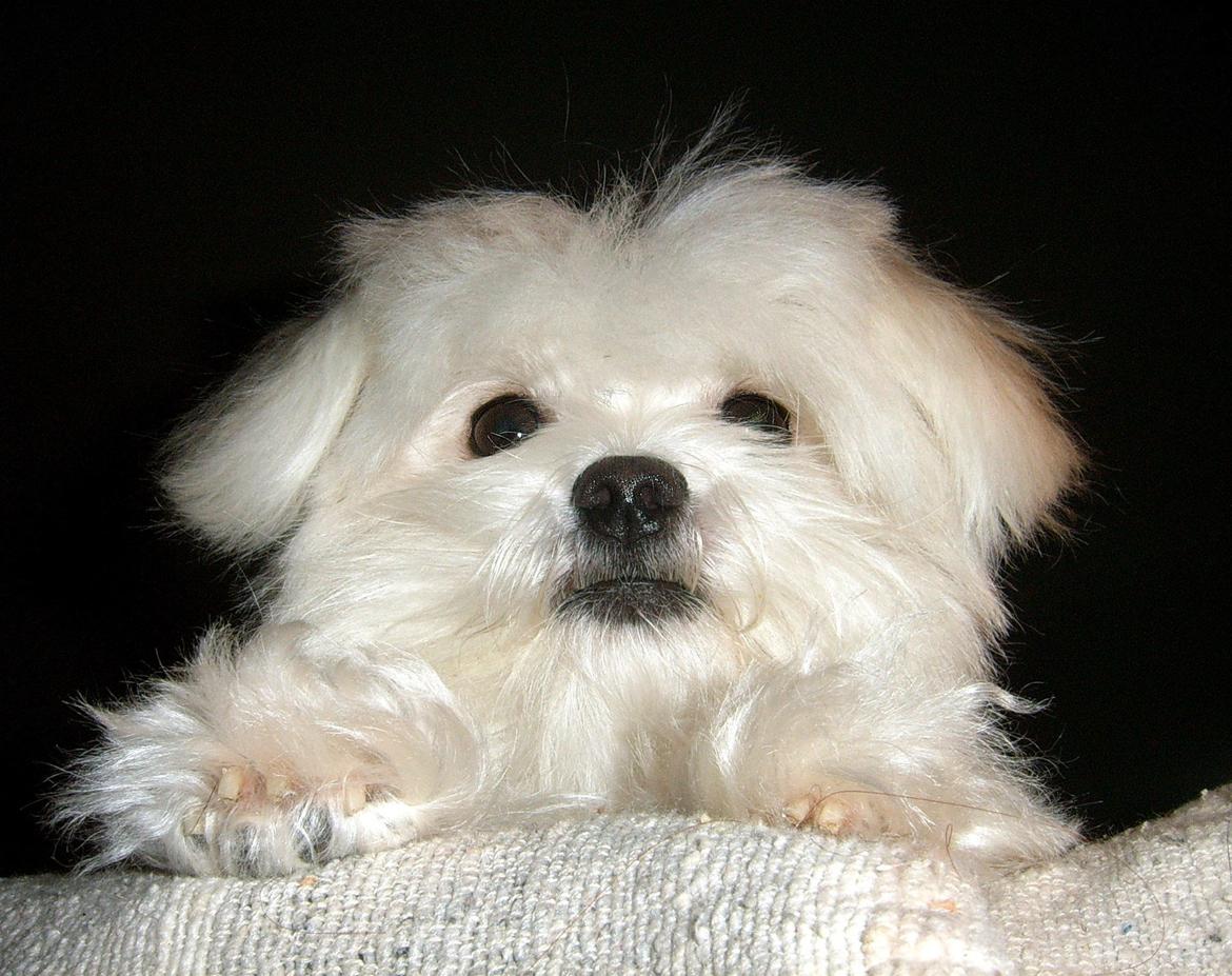 Malteser Cleo (15,5 år) - Cleo 1 år gammel billede 34