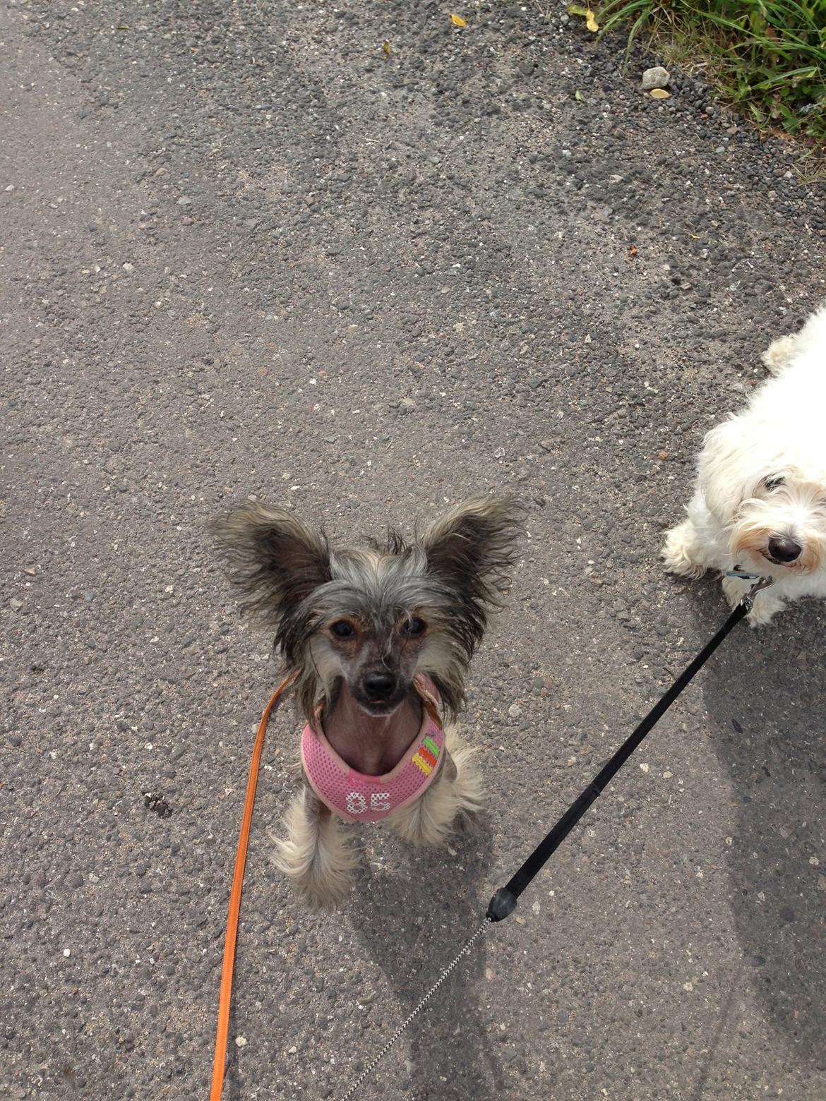 Chinese crested hårløs Zoey billede 17